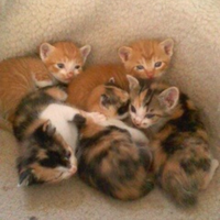 偽物の事を関西では ばったもん とは言いませんか ばちもん ぱちもん Yahoo 知恵袋