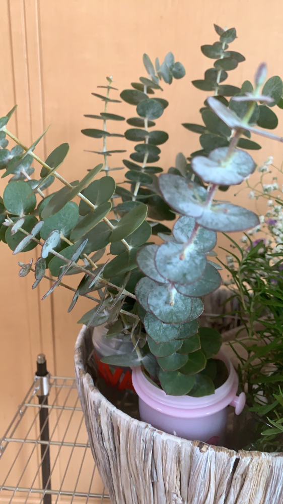 丸い葉っぱの植物の名前を教えてください いい香りがします よろしく Yahoo 知恵袋