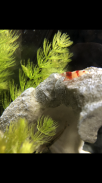 レッドビーシュリンプのオスメスの判別がつきません メスだったらいい Yahoo 知恵袋