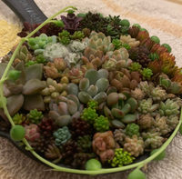 多肉植物初心者です ミニミニ多肉植物の寄せ植えをもらいました ひと Yahoo 知恵袋