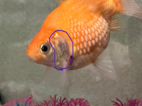 この金魚は餓えていますか 最近常に水面の泡を食べて吐いています そして わざわ Yahoo 知恵袋