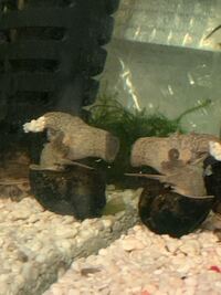 これってタニシは何をしているの Yahoo 知恵袋