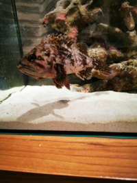 この魚はなんという種類ですか 海で釣りました クロソイ ムラソイ カサ Yahoo 知恵袋