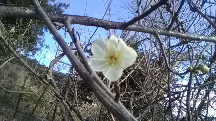 聞かせて知恵袋。 今日山へ柿の木の剪定に行って来ました。 そこで小さな春を見つけました。 梅の花が3輪咲いていたのですが、皆さんの周りでは春を感じましたか？ まだ少し早いですかね。