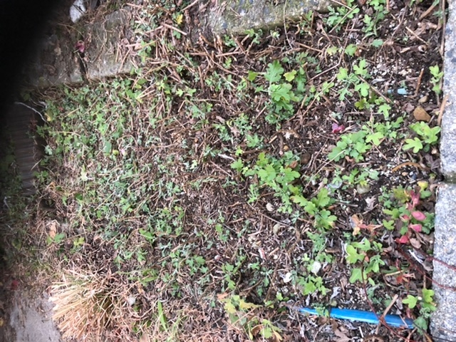 菊の冬至芽が生えています。 堆肥(牛糞)をかけると土が良くなりますか？ 何もしなくてもいいらしいですが、堆肥があるので、効果があるならかけようと思います。