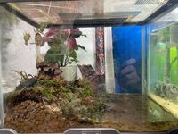 カジカガエルを飼育しています1週間ほど前に旦那が捕まえてきてその時からメ Yahoo 知恵袋