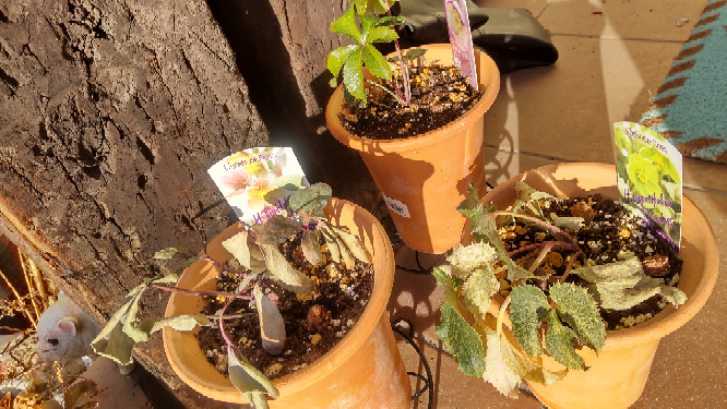 去年購入したクリスマスローズの苗3株のうち 2株が元気ないです 寒肥も Yahoo 知恵袋