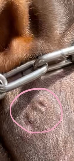 ドーベルマンの子犬 首輪での怪我 こんにちは、閲覧ありがとうございます。 生後３ヶ月目のドーベルマンの子犬がいます。 3週間前ほどからチェーンの首輪を付けていたのですが、今日首を見て見たらチェーンの金具？のところに首が挟まっていました。 人間で例えると、ヘルメットをつける際に カチッとする部分を首に挟む、みたいな感覚だと思います。 犬本人は気づいていないのか、普通に元気に過ごしていたので私も発見が遅れてしまいました。 今も元気に過ごしていますが、跡が少し痛々しくて心配です。一応病院で見てもらったほうがいいのでしょうか。 また、玄関先の観葉植物をさっき食べてしまったのですが、食べても問題ないのでしょうか。ご回答お願いします。