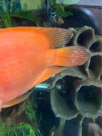 初めまして 我が家の熱帯魚 パロットファイヤーについて質問です 画像の Yahoo 知恵袋