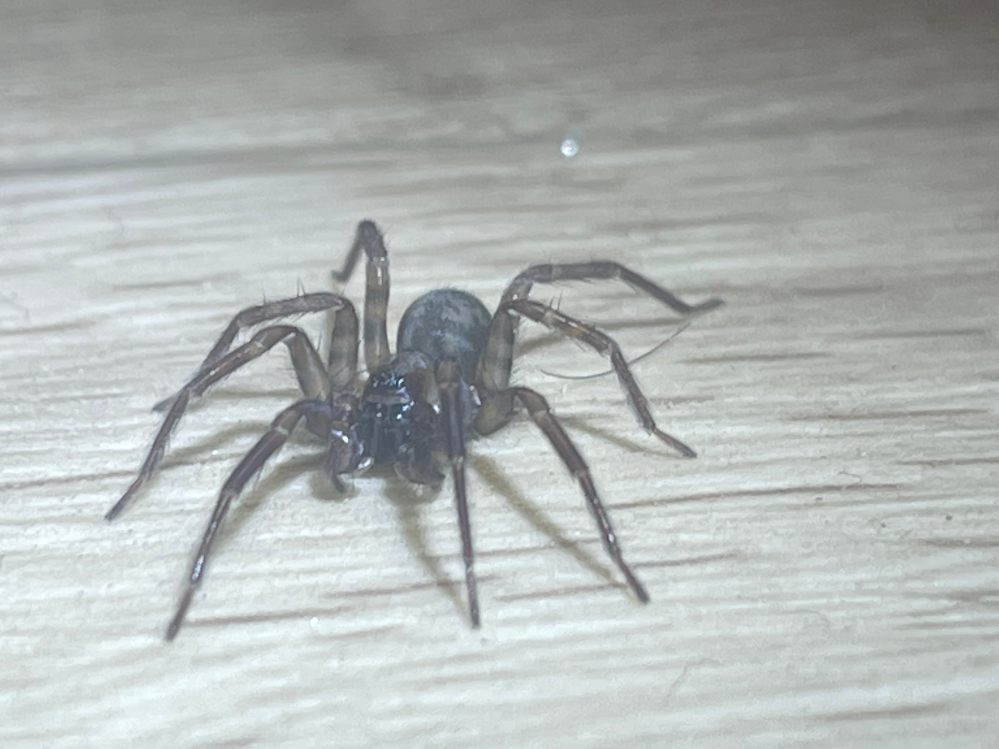 家の玄関先にいた蜘蛛なのですが、なんという蜘蛛なのでしょうか？