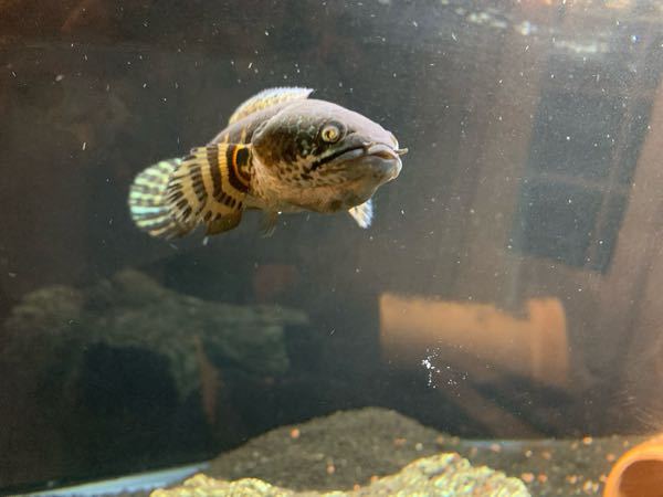 熱帯魚 スネークヘッド系の魚を飼っている人 詳しい人にお聞きします 現 Yahoo 知恵袋