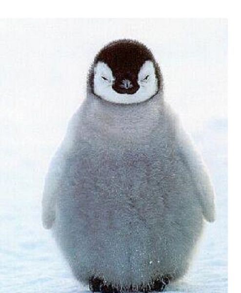 エンペラーペンギン 今朝のめざましテレビ、動物の可愛いシーンを紹介するコーナーで、「エンペラーペンギン」と言ってました。 「コウテイペンギン」の方が言いやすいのに、なぜ？？