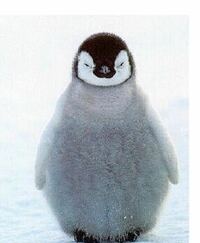 エンペラーペンギン 今朝のめざましテレビ 動物の可愛いシーンを紹介するコ Yahoo 知恵袋
