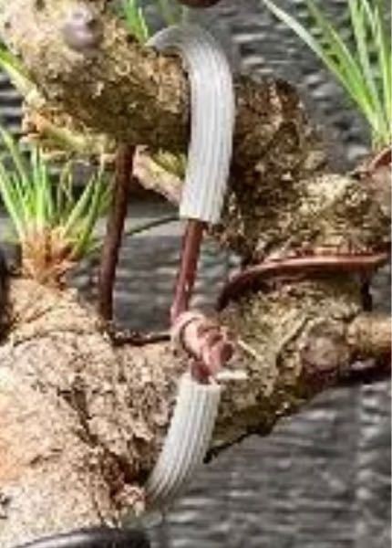 盆栽の針金かけで保護に使っている、このゴムパイプの名前はなんでしょうか？ 購入したいです。 黒松、五葉松