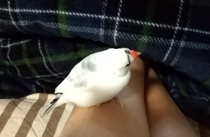 至急です 私が飼っている文鳥が右脚を庇って左脚に重心を乗せ Yahoo 知恵袋