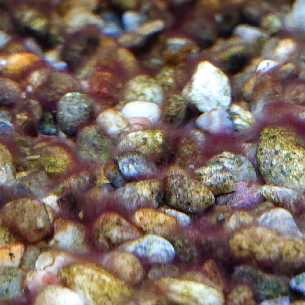 水槽の大磯砂にコケが生えて盛んに気泡を出しています。 このコケの名前は何ですか？ また、放置していても魚に害は無いでしょうか？ 因みに飼っているメダカは元気にしています。