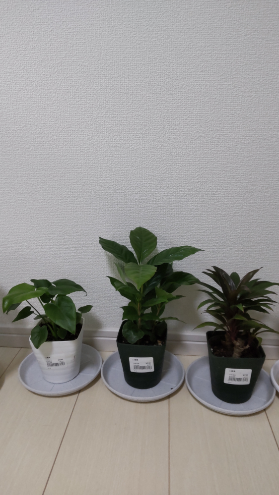 観葉植物についての質問です 購入したものの名前がわからず困っています この３つの観葉植物の名前を教えてください よろしくお願いします