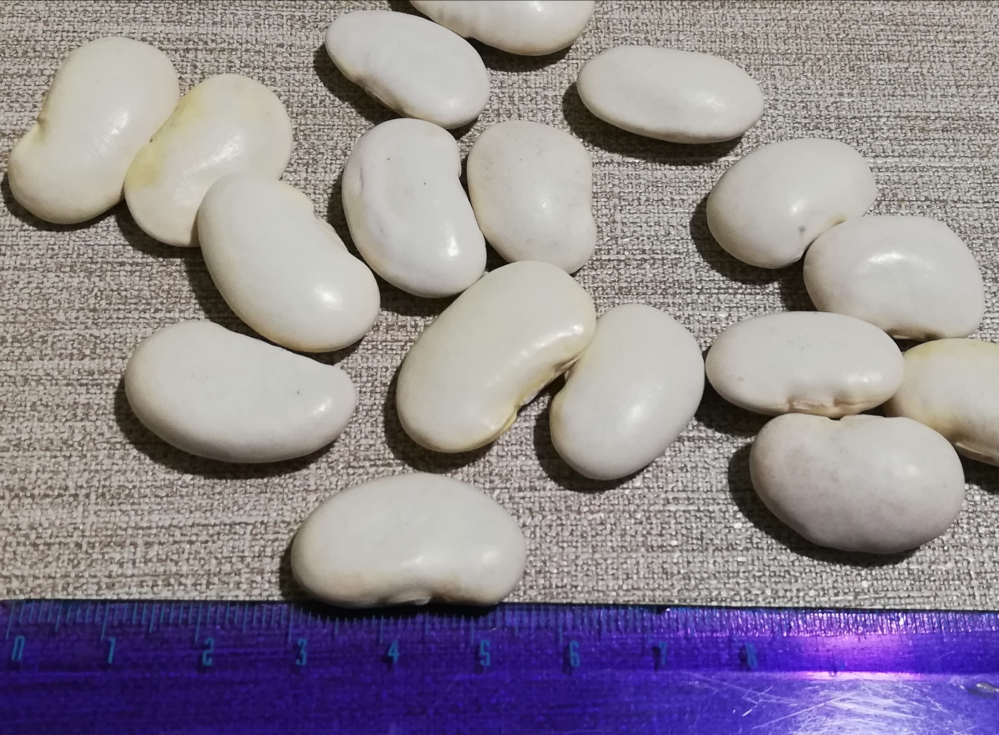 この豆の名前が分かる方いらっしゃいますか? 長さは2,5cm〜3cmくらいです。白花豆か大福豆のどちらかだと思うのですが。