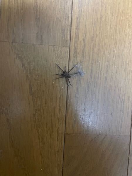 部屋の中に蜘蛛がいました。5センチくらいです。 そのままにしておいた方がいいのでしょうか？