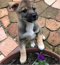 この雑種犬 何の犬種の血が入っているでしょうか 回答者さんの直感で結構です Yahoo 知恵袋