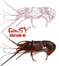 おはようごじゃいマシュマロ アクアリウムカテのミナしゃん ボクは Yahoo 知恵袋