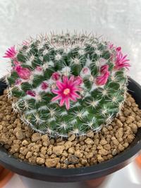 サボテンのマミラリア属 銀河の白綿について質問です 数日前に Yahoo 知恵袋