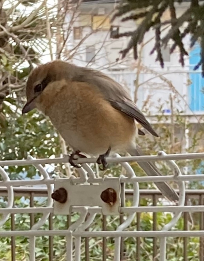 この鳥の名前を教えてください。。！
