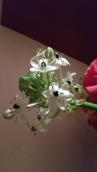 このお花の名前を教えてください 可愛いなと思うのですが 名前が分からなくて Yahoo 知恵袋