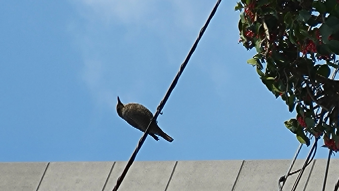 野鳥に詳しい方教えてください。 今朝電線にとまっていたのですがこの鳥はヒヨドリでしょうか？ サイズはスズメより大きく鳩より小さかったです。 黙って飛んでいってしまったので鳴き声は聴けませんでした(´・_・)