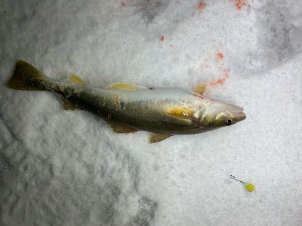 この魚ってなんですか？ 函館です。今釣れました