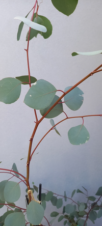 ユーカリのポポラスを地植えしています 葉っぱに白い斑点が見られるようになりま Yahoo 知恵袋