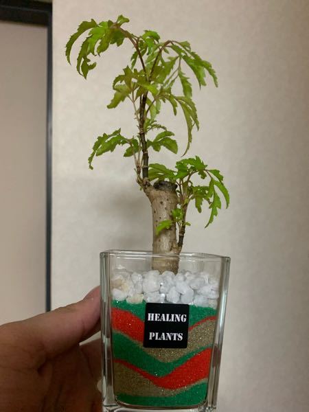 この植物の名前と、保存方法を教えてください。水はどの程度の頻度で上げればいいですか？