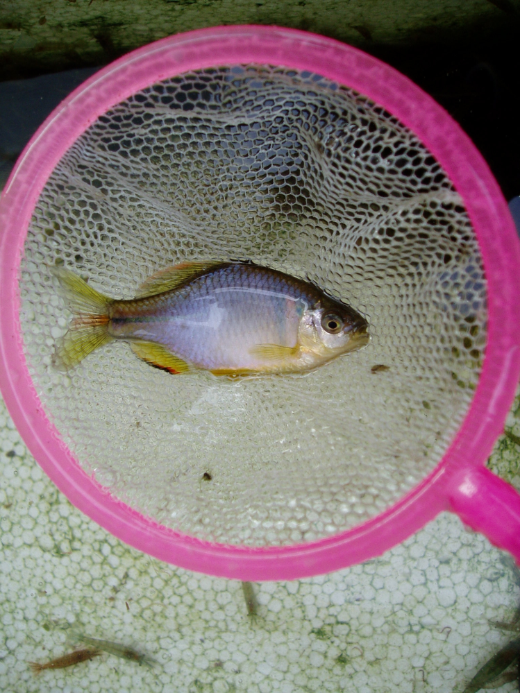 この魚の名前は？ １０年以上前に中国上海にある食材市場で見つけた淡水魚です。 当時、上海の人たちにとって食用の魚と言えば淡水魚でした（たぶん今も）。 特に人気があるのはレンギョ、続いてフナ、コ...