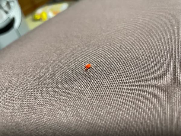 この虫何ですか？ 部屋にこんな虫がいて絶叫してしまいました。 約1センチで全身が赤いです。 甲殻のようなものは見受けられませんでした。 ダニの一種かと思いましたがデカ過ぎて訳わかりません。 分かる方是非お教えください。