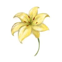 こちらの花を描いたのですが 背景はどんな感じにしたら良いですかね Yahoo 知恵袋