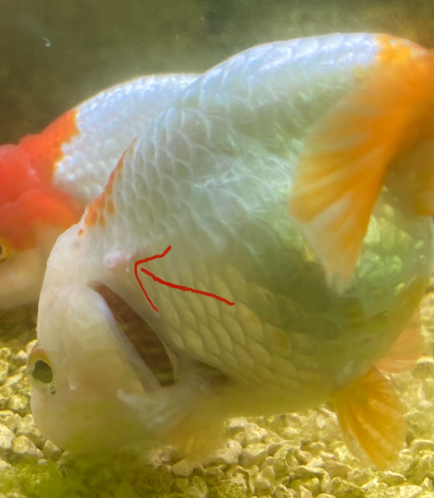 金魚の病気について教えてください 5年前に金魚すくいで蘭鋳をすくい Yahoo 知恵袋