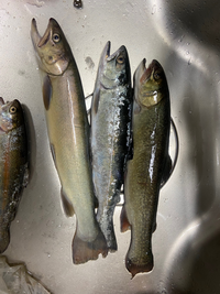 管理釣り場で釣った魚です 種類がわからないので教えて頂けませんか 右か Yahoo 知恵袋