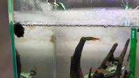 水槽の水面付近に白いもやもやが出てきてしまいました 流木などにはついておらず Yahoo 知恵袋