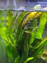 ネオンテトラなど熱帯魚を飼育しています 最近水草に水泡がつくようになりま Yahoo 知恵袋
