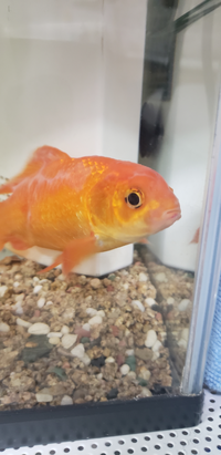 こんばんは 金魚の病気について教えてください 金魚の体が白くなり 唇が少しは Yahoo 知恵袋
