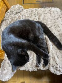 猫ですが 寝てるのかぐったりしてるのか分かりません 具合悪い Yahoo 知恵袋