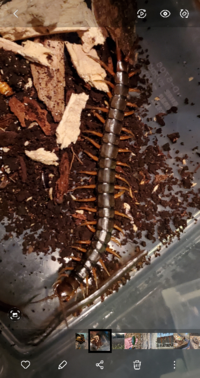 初めて東京でこんな大きなムカデを採れました 毒ヅメとえいこうしを除き 足は2 Yahoo 知恵袋