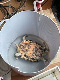 至急教えてください 飼育している亀の生死についてです Yahoo 知恵袋