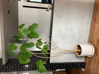 10年以上育てたウンベラータが葉っぱもスカスカで先っぽだけ成長し Yahoo 知恵袋