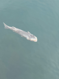 川魚ってなぜはねるのですか 先日 川釣りに行ってきたので Yahoo 知恵袋