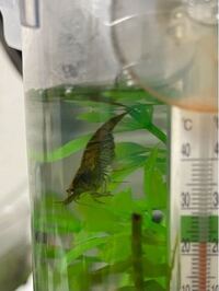 コリドラスピグミーはレッドビーシュリンプの稚エビを食べますか 混泳させな Yahoo 知恵袋