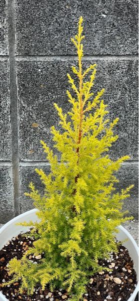 ゴールドクレスト 5年生 土が乾いたら水やりします Guruastral Com Br