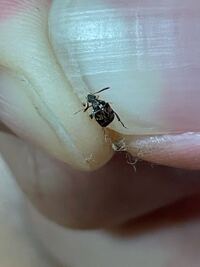 この虫について質問です 最近家で大量に発生し始めたのですが 種類や発生 Yahoo 知恵袋