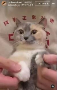 インスタで見かけるこの猫のアカウントをご存知の方見えますか ダンスさせ Yahoo 知恵袋