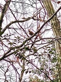 夜 庭の木の中でジー ジーと鳴く生物がいますが 虫か鳥かわかりま Yahoo 知恵袋